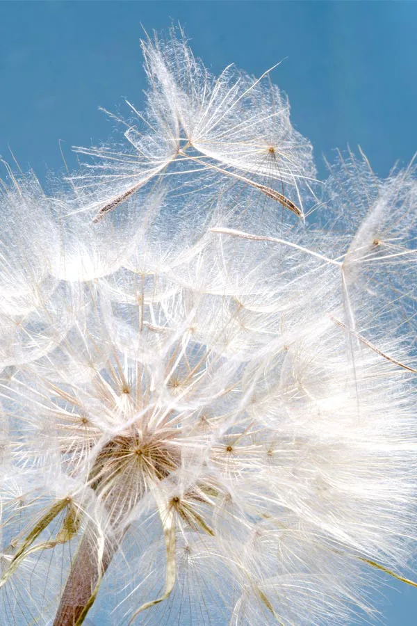 Allergies-Treatment Close up of a dandelion shedding seeds, signifying the need for allergy treatment from Regenerative Medical Institute in Greenville.
